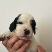 Chiots setters anglais #4