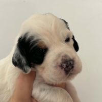 Chiots setters anglais #5