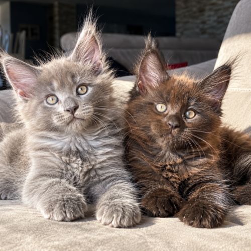 2 chatons maine coon mâles loof #1