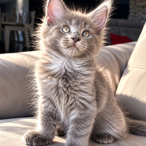2 chatons maine coon mâles loof #0