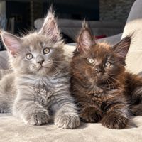 2 chatons maine coon mâles loof #1