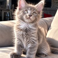 2 chatons maine coon mâles loof
