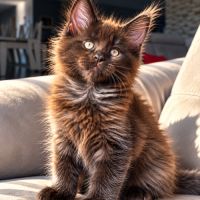 2 chatons maine coon mâles loof #3
