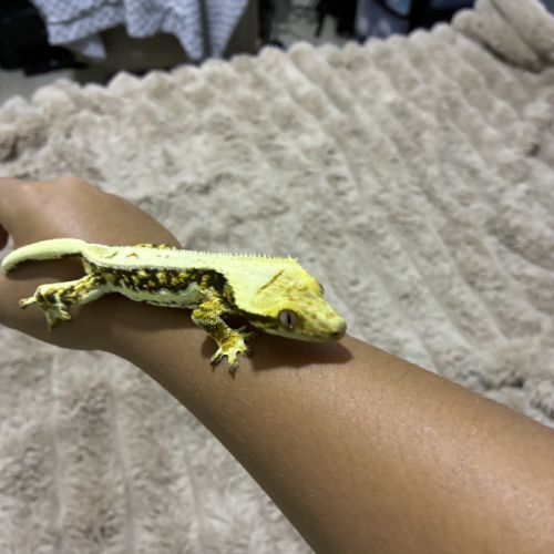 Gecko à crête #1