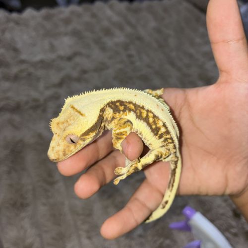 Gecko à crête #2