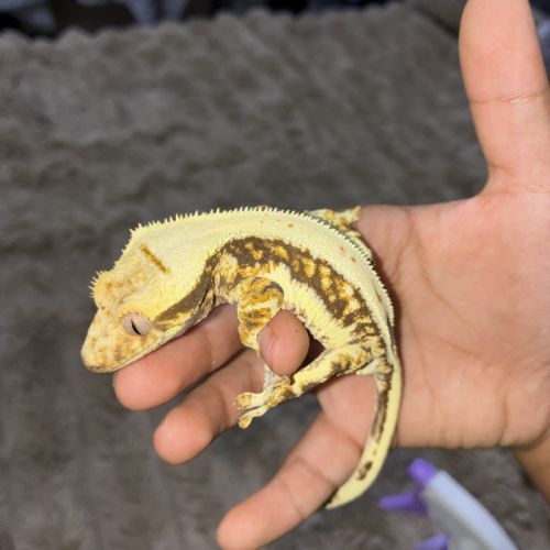 Gecko à crête #3
