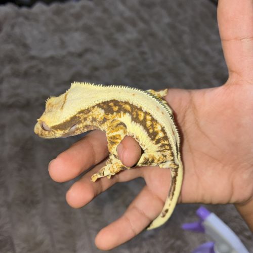 Gecko à crête #0