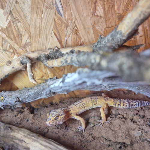 Gecko léopard #1