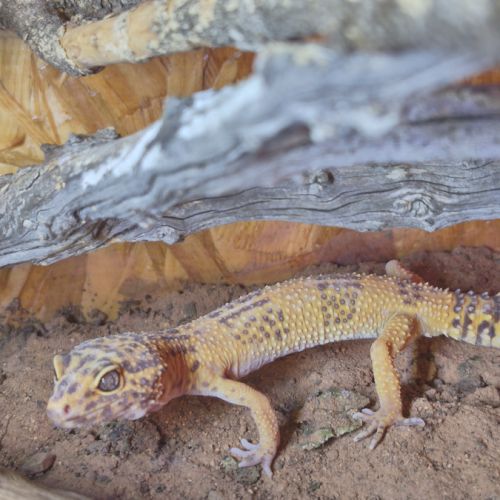 Gecko léopard #0