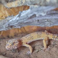 Gecko léopard