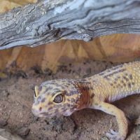Gecko léopard #3