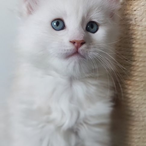 Chaton maine coon loof #0