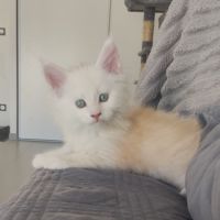 Chaton maine coon loof #2