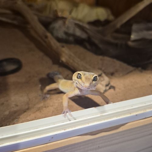 Gecko léopard #1