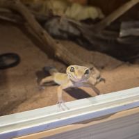 Gecko léopard #1