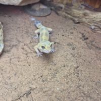 Gecko léopard