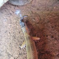 Gecko léopard #3