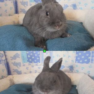 Jeune lapin extra nain , vacciné, très gentil
