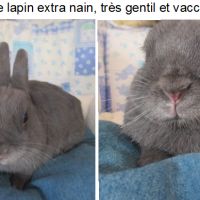 Jeune lapin extra nain , vacciné, très gentil #1