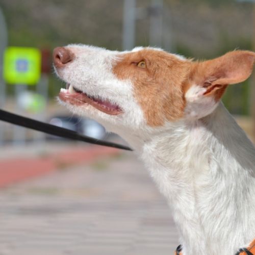 Orza, jeune et adorable chienne podenca