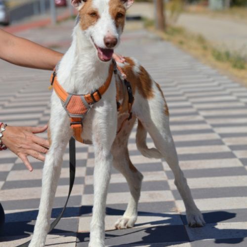 Orza, jeune et adorable chienne podenca #6