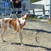 Orza, jeune et adorable chienne podenca #1