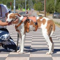Orza, jeune et adorable chienne podenca #3