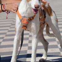 Orza, jeune et adorable chienne podenca #4