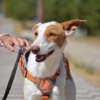 Orza, jeune et adorable chienne podenca #5