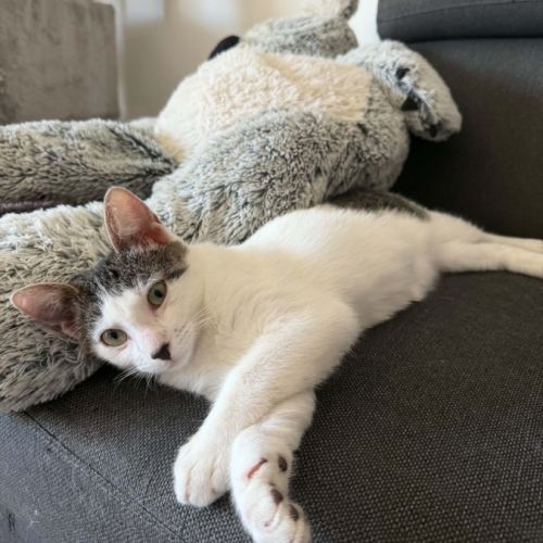 Bonnie, adorable chaton à l'adoption #1