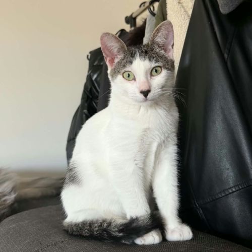 Bonnie, adorable chaton à l'adoption #0