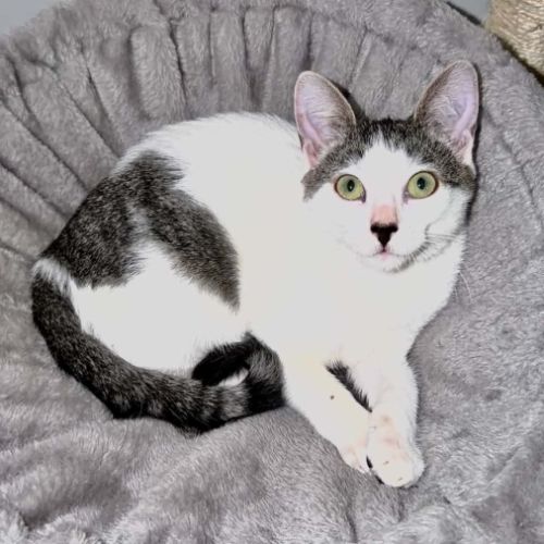 Bonnie, adorable chaton à l'adoption #3