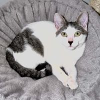 Bonnie, adorable chaton à l'adoption #3