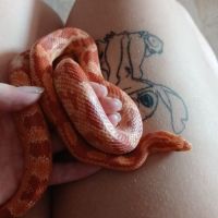 Serpent des bles