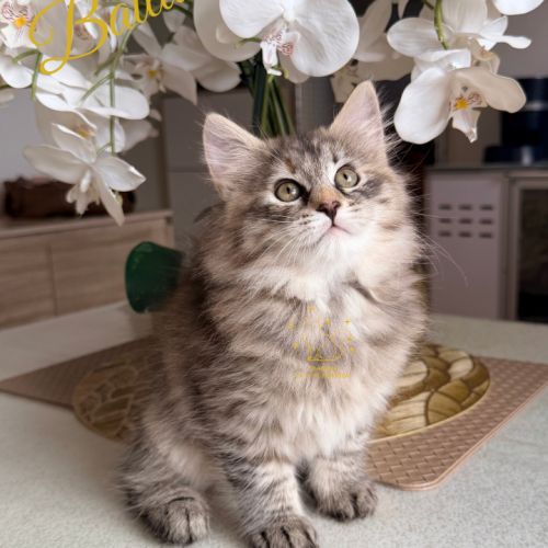 Chatons sibériens loof #1