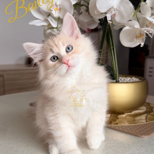 Chatons sibériens loof #2