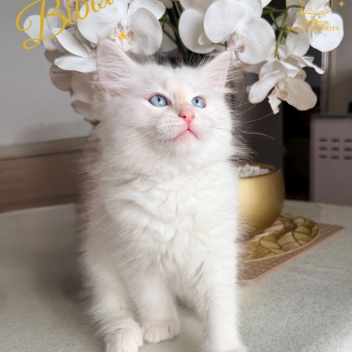 Chatons sibériens loof #3