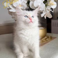 Chatons sibériens loof #3