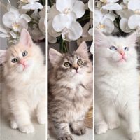 Chatons sibériens loof