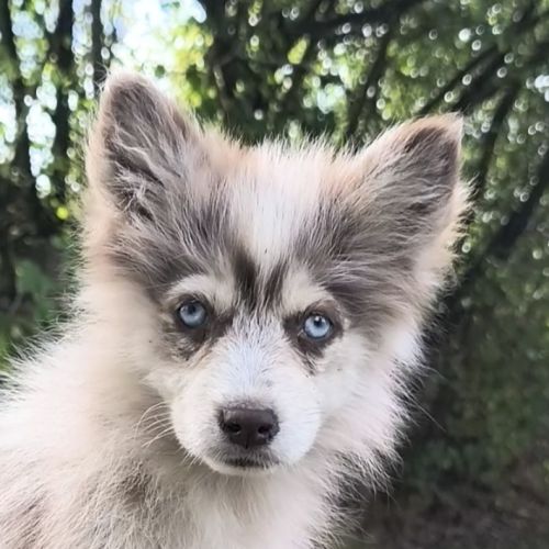Chiots pomsky disponible de suite