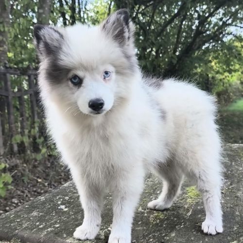 Chiots pomsky disponible de suite #2