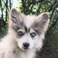 Chiots pomsky disponible de suite