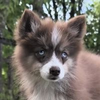 Chiots pomsky disponible de suite #3