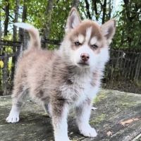 Chiots pomsky disponible de suite #4