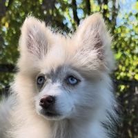 Chiots pomsky disponible de suite #5