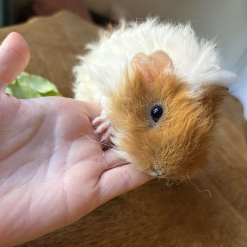 Zozo - cochon d’inde de race lunkarya #0