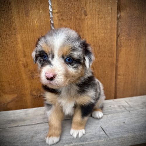 Chiot berger australien #1