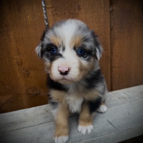 Chiot berger australien
