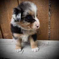 Chiot berger australien #3