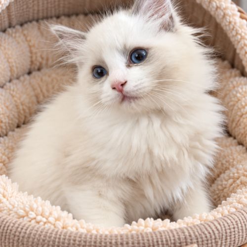 Chaton mâle ragdoll loof #1